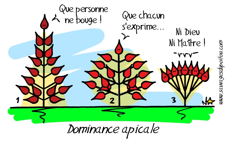 La dominance apicale, Sauvages du Poitou!